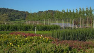 Link to Video | tree, plant nursery, economy, operation, heraldic plant, botany, supply, plant, woody plant, nature