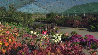 Link to Video | tree, plant nursery, economy, operation, heraldic plant, botany, supply, plant, woody plant, nature