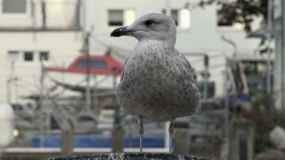 Link to Video | Mecklenburg-Western Pomerania, tourist destination, Germany, Rostock, Warnemünde, port, Baltic Sea, tourism destination