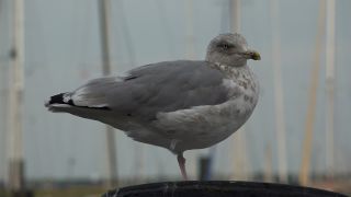 Link to Video | Mecklenburg-Western Pomerania, tourist destination, Germany, Rostock, Warnemünde, port, Baltic Sea, tourism destination