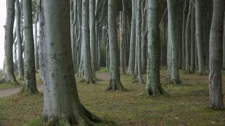 Link to Video | Mecklenburg-Western Pomerania, tourist destination, Germany