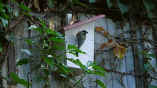 Link to Video | fauna, tit, Germany, birds, animal