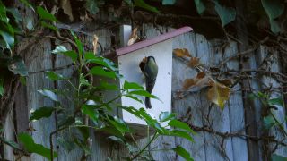Link to Video | fauna, tit, Germany, birds, animal