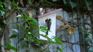 Link to Video | fauna, tit, Germany, birds, animal