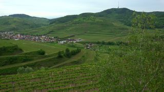 Link to Video | landscape, cultural landscape, landscape element, Southern Black Forest, vineyard location, Germany, wine-producing region, vineyard, viticulture, landform, Mittelgebirge, Breisgau, Kaiserstuhl, Baden-Württemberg