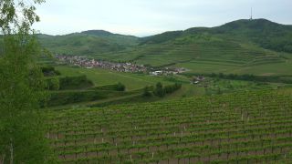 Link to Video | landscape, cultural landscape, landscape element, Southern Black Forest, vineyard location, Germany, wine-producing region, vineyard, viticulture, landform, Mittelgebirge, Breisgau, Kaiserstuhl, Baden-Württemberg