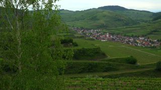 Link to Video | landscape, cultural landscape, landscape element, Southern Black Forest, vineyard location, Germany, wine-producing region, vineyard, viticulture, landform, Mittelgebirge, Breisgau, Kaiserstuhl, Baden-Württemberg