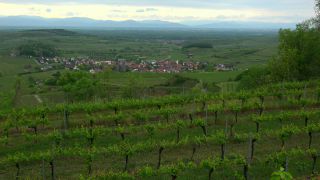 Link to Video | landscape, cultural landscape, landscape element, Southern Black Forest, vineyard location, Germany, wine-producing region, vineyard, viticulture, landform, Mittelgebirge, Breisgau, Kaiserstuhl, Baden-Württemberg