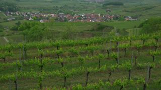 Link to Video | landscape, cultural landscape, landscape element, Southern Black Forest, vineyard location, Germany, wine-producing region, vineyard, viticulture, landform, Mittelgebirge, Breisgau, Kaiserstuhl, Baden-Württemberg