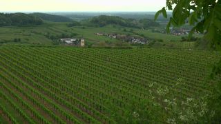Link to Video | landscape, cultural landscape, landscape element, Southern Black Forest, vineyard location, Germany, wine-producing region, vineyard, viticulture, landform, Mittelgebirge, Breisgau, Kaiserstuhl, Baden-Württemberg