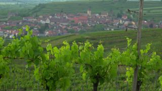 Link to Video | landscape, cultural landscape, landscape element, Southern Black Forest, vineyard location, Germany, wine-producing region, vineyard, viticulture, landform, Mittelgebirge, Breisgau, Kaiserstuhl, Baden-Württemberg