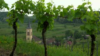 Link to Video | landscape, cultural landscape, landscape element, Southern Black Forest, vineyard location, Germany, wine-producing region, vineyard, viticulture, landform, Mittelgebirge, Breisgau, Kaiserstuhl, Baden-Württemberg