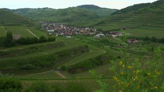 Link to Video | landscape, cultural landscape, landscape element, Southern Black Forest, vineyard location, Germany, wine-producing region, vineyard, viticulture, landform, Mittelgebirge, Breisgau, Kaiserstuhl, Baden-Württemberg