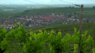 Link to Video | landscape, cultural landscape, landscape element, Southern Black Forest, vineyard location, Germany, wine-producing region, vineyard, viticulture, landform, Mittelgebirge, Breisgau, Kaiserstuhl, Baden-Württemberg
