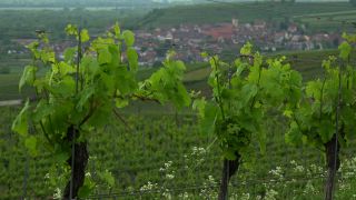 Link to Video | landscape, cultural landscape, landscape element, Southern Black Forest, vineyard location, Germany, wine-producing region, vineyard, viticulture, landform, Mittelgebirge, Breisgau, Kaiserstuhl, Baden-Württemberg