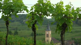 Link to Video | landscape, cultural landscape, landscape element, Southern Black Forest, vineyard location, Germany, wine-producing region, vineyard, viticulture, landform, Mittelgebirge, Breisgau, Kaiserstuhl, Baden-Württemberg