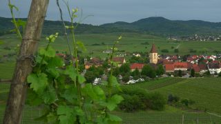 Link to Video | landscape, cultural landscape, landscape element, Southern Black Forest, vineyard location, Germany, wine-producing region, vineyard, viticulture, landform, Mittelgebirge, Breisgau, Kaiserstuhl, Baden-Württemberg