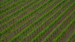 Link to Video | landscape, cultural landscape, landscape element, Southern Black Forest, vineyard location, Germany, wine-producing region, vineyard, viticulture, landform, Mittelgebirge, Breisgau, Kaiserstuhl, Baden-Württemberg