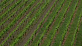 Link to Video | landscape, cultural landscape, landscape element, Southern Black Forest, vineyard location, Germany, wine-producing region, vineyard, viticulture, landform, Mittelgebirge, Breisgau, Kaiserstuhl, Baden-Württemberg