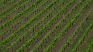 Link to Video | landscape, cultural landscape, landscape element, Southern Black Forest, vineyard location, Germany, wine-producing region, vineyard, viticulture, landform, Mittelgebirge, Breisgau, Kaiserstuhl, Baden-Württemberg