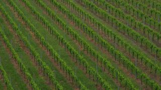 Link to Video | landscape, cultural landscape, landscape element, Southern Black Forest, vineyard location, Germany, wine-producing region, vineyard, viticulture, landform, Mittelgebirge, Breisgau, Kaiserstuhl, Baden-Württemberg