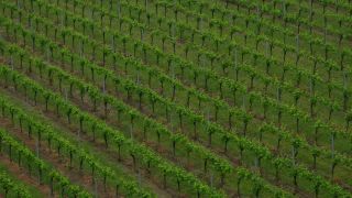 Link to Video | landscape, cultural landscape, landscape element, Southern Black Forest, vineyard location, Germany, wine-producing region, vineyard, viticulture, landform, Mittelgebirge, Breisgau, Kaiserstuhl, Baden-Württemberg