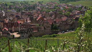 Link to Video | Alsace, France, Riquewihr, vineyard location, Grand Est, wine-producing region, viticulture, French wine