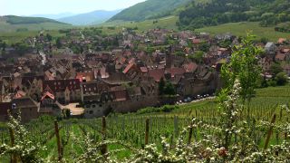 Link to Video | Alsace, France, Riquewihr, vineyard location, Grand Est, wine-producing region, viticulture, French wine