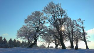 Link to Video | landscape, winter, territorial entity, landscape element, Germany, landform, Black Forest, forest, mountain range, Mittelgebirge, snow, nature, Baden-Württemberg