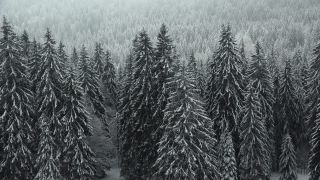 Link to Video | landscape, winter, territorial entity, landscape element, Germany, landform, Black Forest, forest, mountain range, Mittelgebirge, snow, nature, Baden-Württemberg