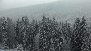 Link to Video | landscape, winter, territorial entity, landscape element, Germany, landform, Black Forest, forest, mountain range, Mittelgebirge, snow, nature, Baden-Württemberg