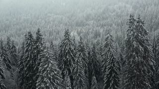 Link to Video | landscape, winter, territorial entity, landscape element, Germany, landform, Black Forest, forest, mountain range, Mittelgebirge, snow, nature, Baden-Württemberg