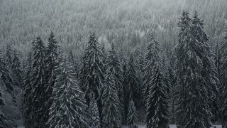 Link to Video | landscape, winter, territorial entity, landscape element, Germany, landform, Black Forest, forest, mountain range, Mittelgebirge, snow, nature, Baden-Württemberg