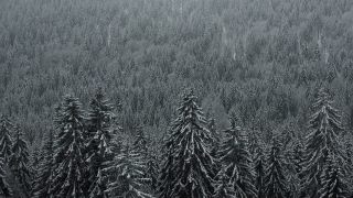 Link to Video | landscape, winter, territorial entity, landscape element, Germany, landform, Black Forest, forest, mountain range, Mittelgebirge, snow, nature, Baden-Württemberg
