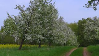 Link to Video | landscape, nature