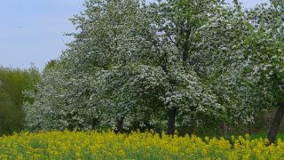 Link to Video | landscape, nature