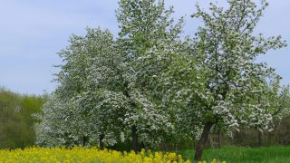 Link to Video | landscape, nature
