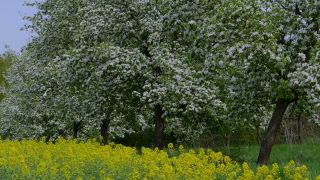Link to Video | landscape, nature