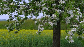 Link to Video | landscape, nature