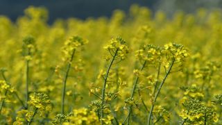 Link to Video | landscape, nature