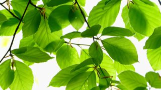 Link to Video | landscape, nature