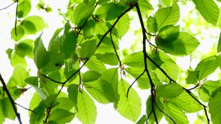 Link to Video | landscape, nature