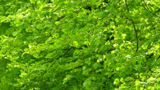 Link to Video | landscape, nature