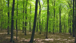 Link to Video | landscape, nature