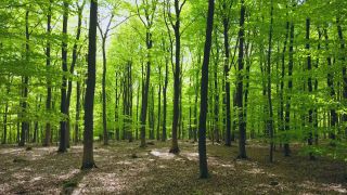 Link to Video | landscape, nature