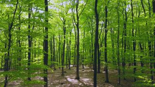 Link to Video | landscape, nature