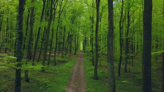Link to Video | landscape, nature