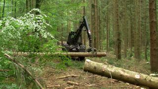 Link to Video | machine, Waldbauer, trunk, Forstwirtschaft, industry, forest worker, forestry, Vollernter, silviculture, nature