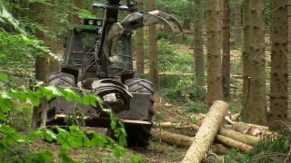 Link to Video | machine, Waldbauer, trunk, Forstwirtschaft, industry, forest worker, forestry, Vollernter, silviculture, nature