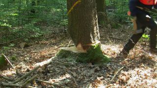 Link to Video | tree, Waldbauer, job, trunk, Forstwirtschaft, forester, forest worker, profession, ecosystem, forestry, forest, silviculture, nature